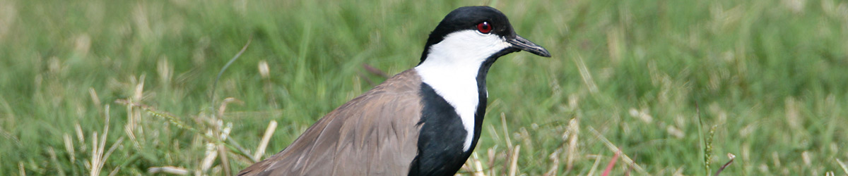 Spur-winged Lapwing © Dave Nye